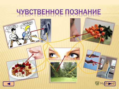 Чувственное познание окружающего мира