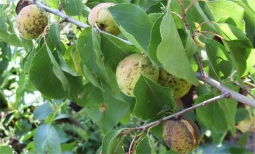 Слива засохла, почему, что делать, выясняем