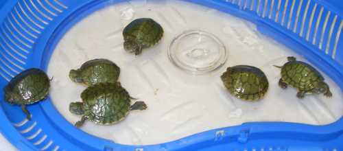 Она содержит энзим тиаминаза, блокирующий выработку витамина