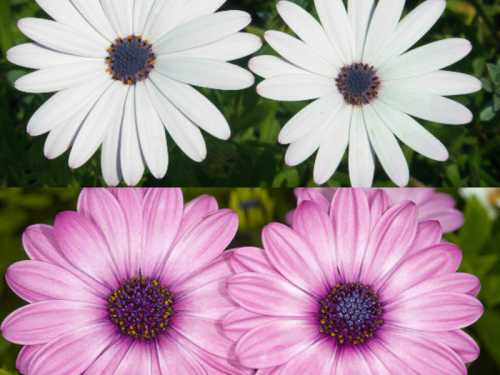 Укореняются они в рыхлом субстрате довольно быстро и в дальнейшем уход за ними такой же, как и за рассадой, выращенной из семян