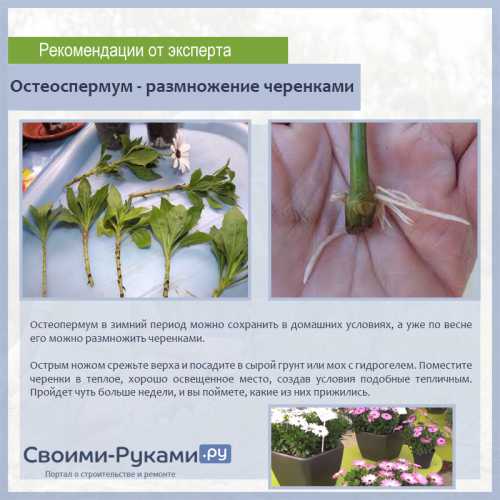 Остеоспермум: выращивание из семян и черенков,