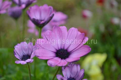 К тому же в глубокой тени, цветки будут чаще закрытыми