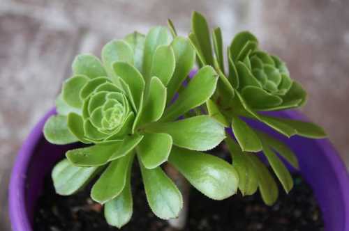 Эониум Уход и разведение эониума