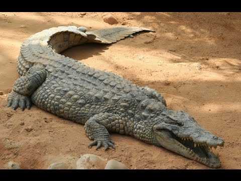 К чему снится крокодил