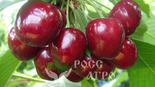 Черешня сорта