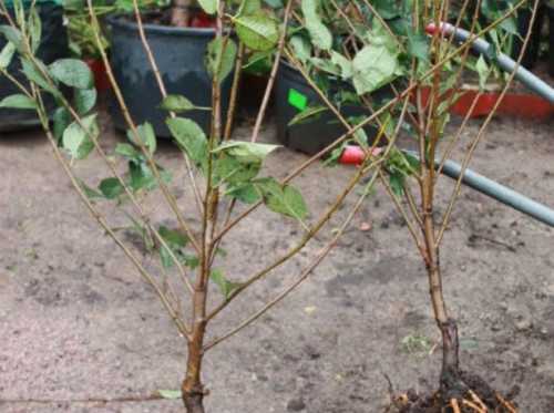 Перед покупкой саженцев уточните у продавца, подходят ли выбранные вами сорта черешни для выращивания именно в вашем регионе