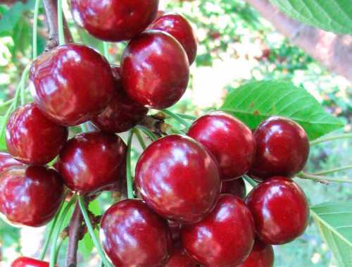 Лучшие сорта черешни, фото: как выбрать саженцы