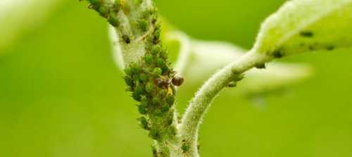 В этой время увидеть насекомых невозможно