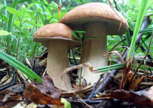 Смтакже в соннике