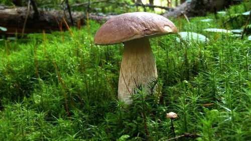 Съесть их значит прожить долгие годы