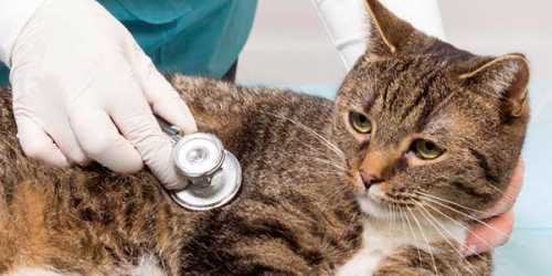 Процедить, выпить это молоко в течение дня