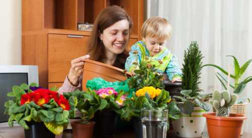Очень простые в уходе, цветущие всё лето яркими пышными шапками растения