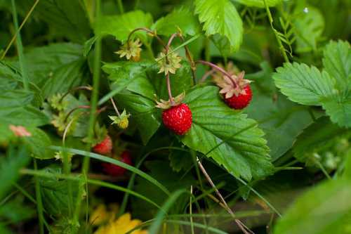 Земляника лесная,  ягоды и листья, в чём её