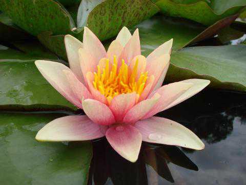 Водяная лилия кувшинка